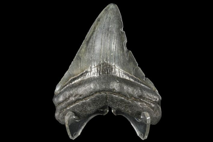 Fossil Megalodon Tooth - South Carolina #130704